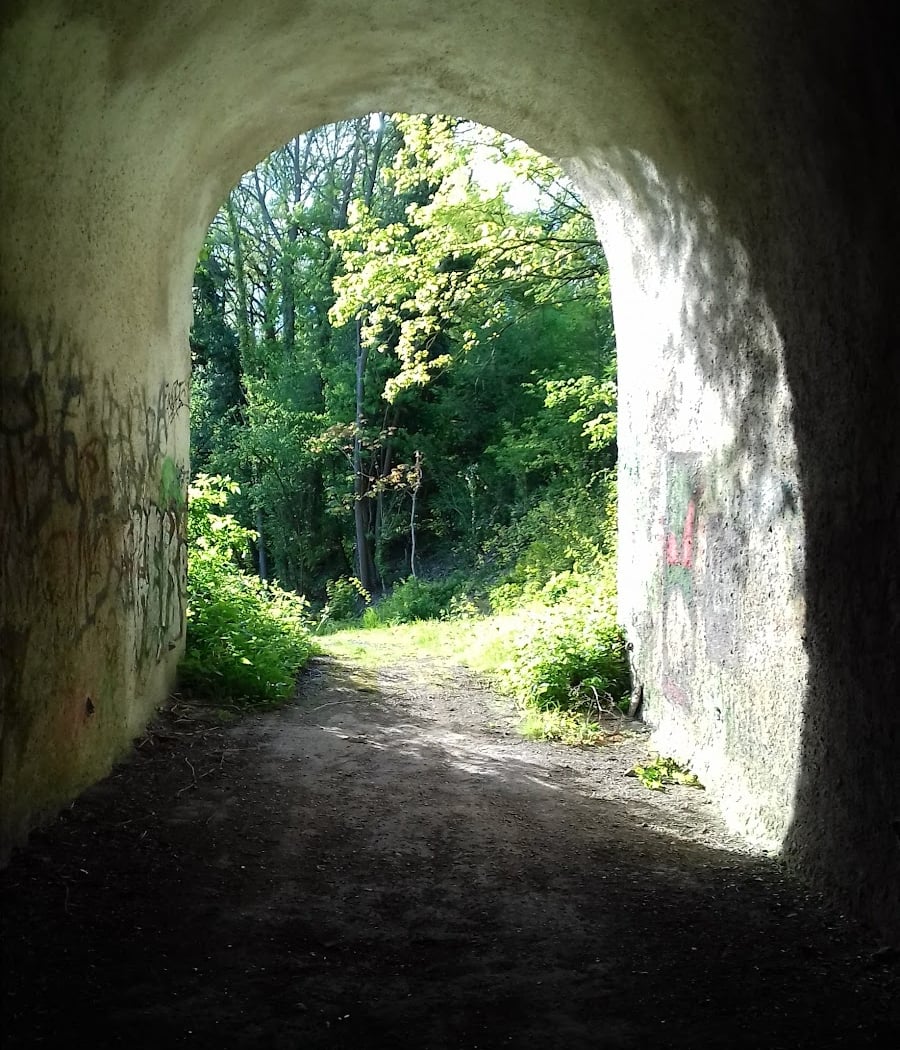 Forêt de rosny 3